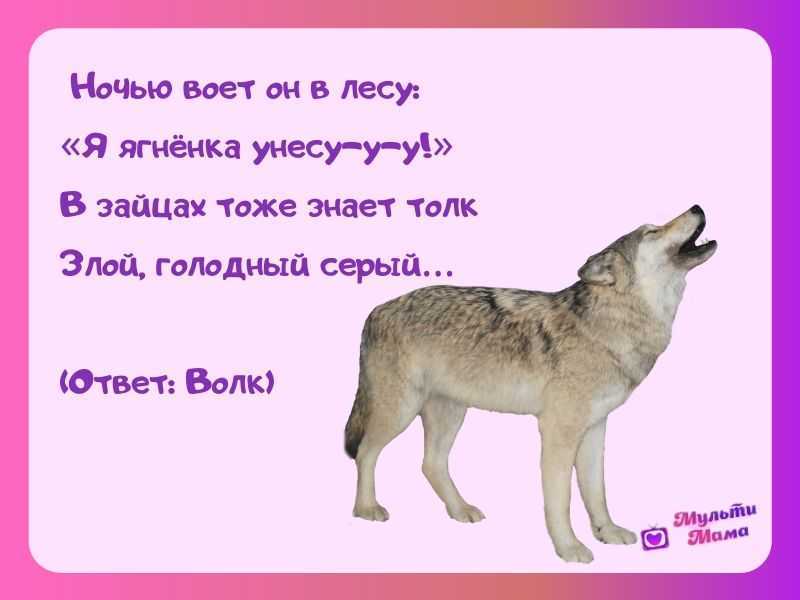 Загадки про волка для детей 3-4, 5-6, 7-8 лет: короткие и сложные А также самая известная логическая загадка про волка, козу и капусту