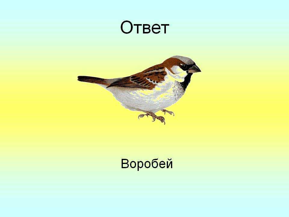 Загадки про воробья с ответами - я happy мама