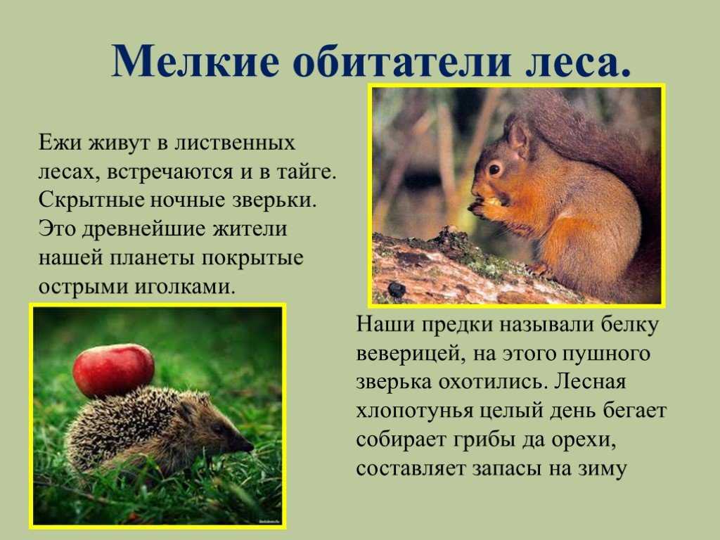 Медведь и солнце: сказка медведь и солнце – николай сладков, читать онлайн