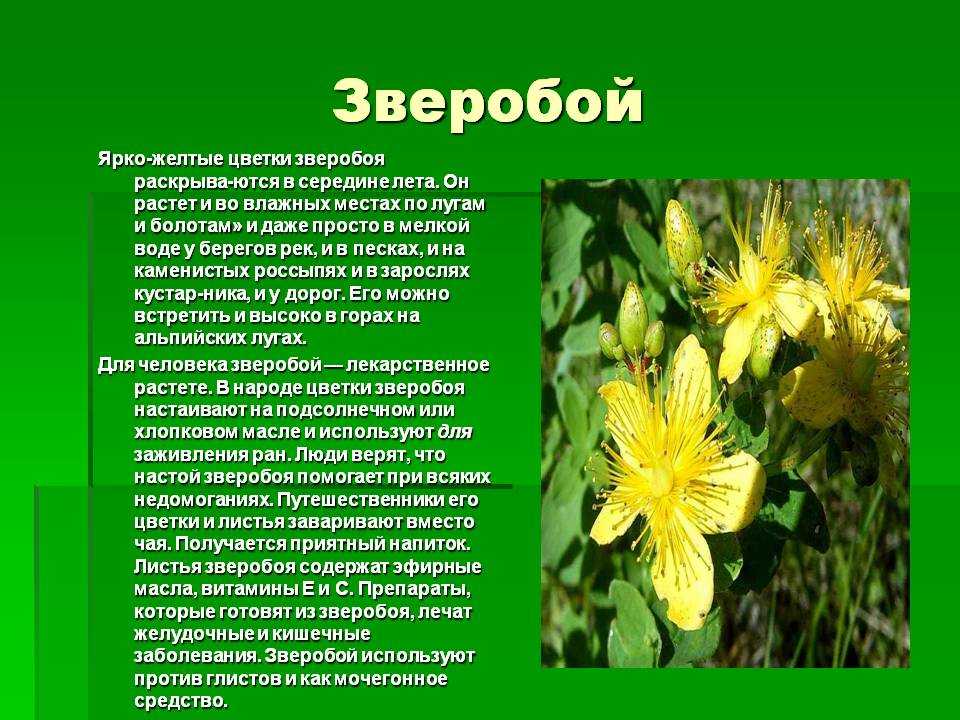 Волшебная травка зверобой краткое содержание