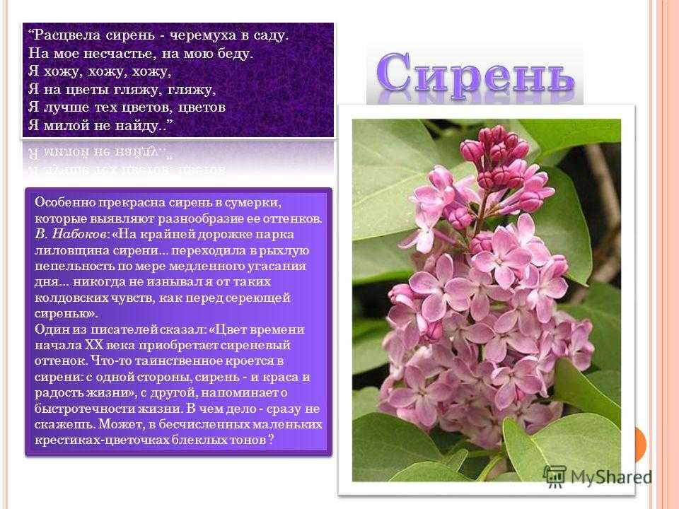 Загадки про цветы