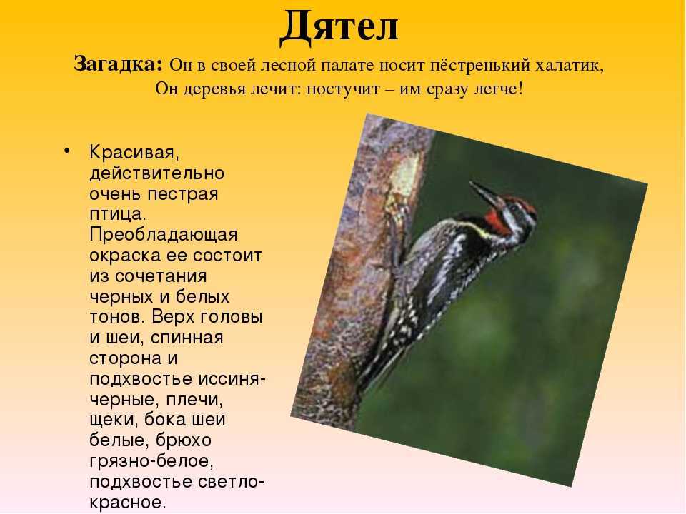 Загадки про дятла для детей