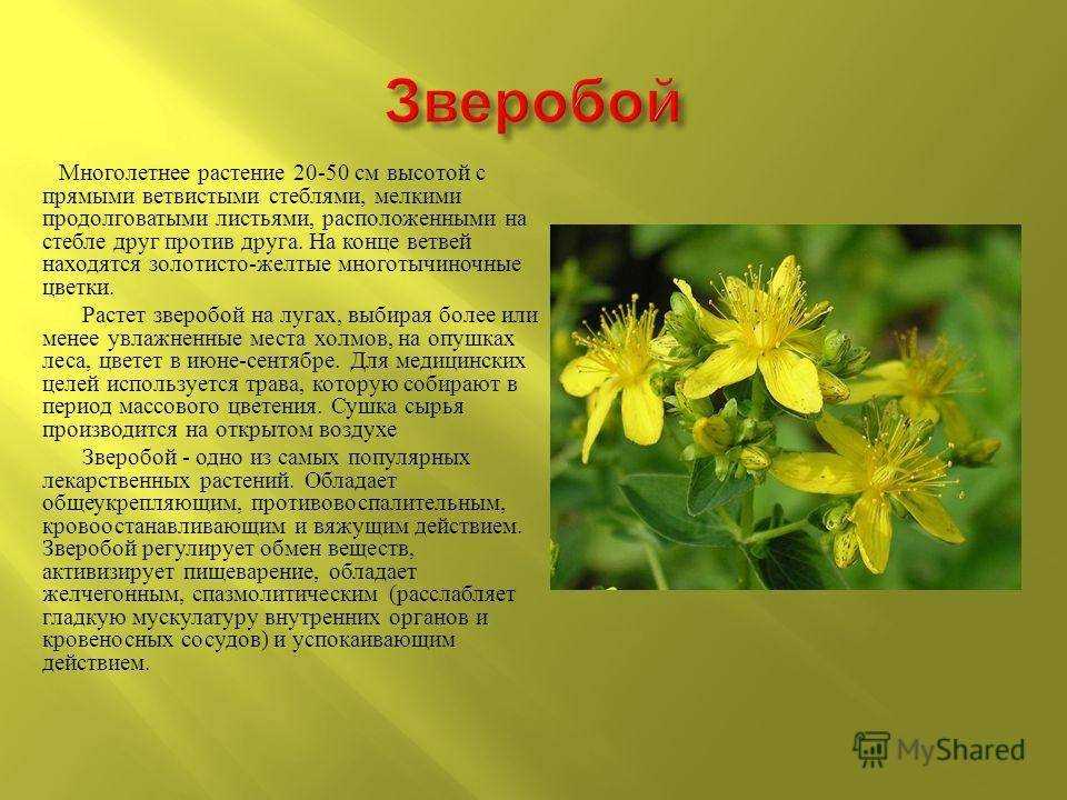 Сказки сергея козлова
						волшебная травка зверобой