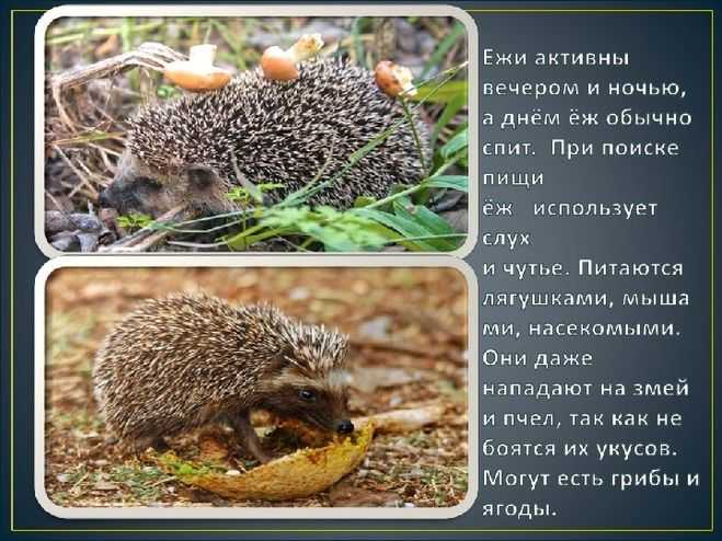 Загадки про ежа