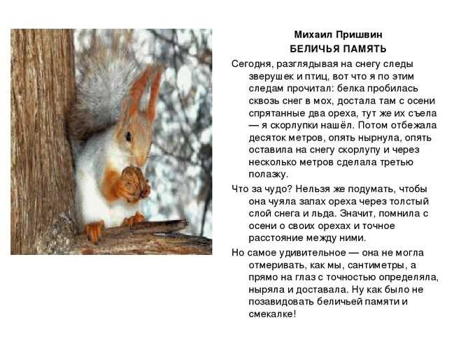 Конспект занятия в логопедической группе для старших дошкольников «пересказ рассказа м. пришвина «беличья память». воспитателям детских садов, школьным учителям и педагогам - маам.ру