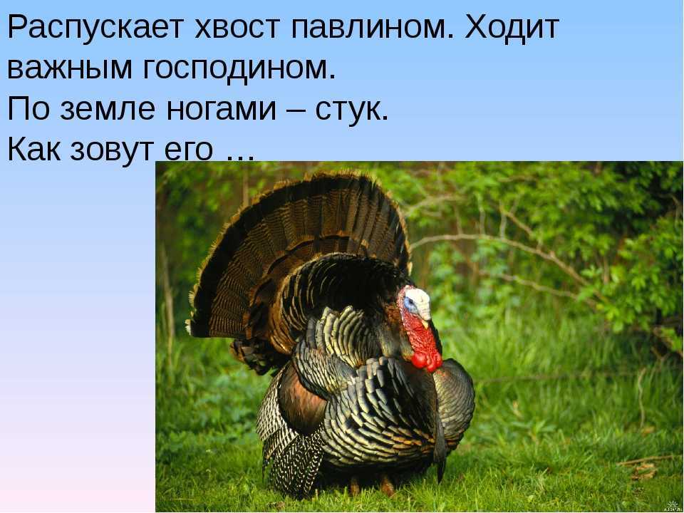 Загадки для детей 5-7 лет с ответами