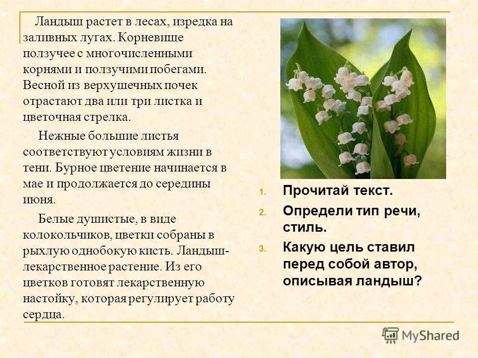 Цветок душистый, нежный – фонарик белоснежный. загадки про ландыш