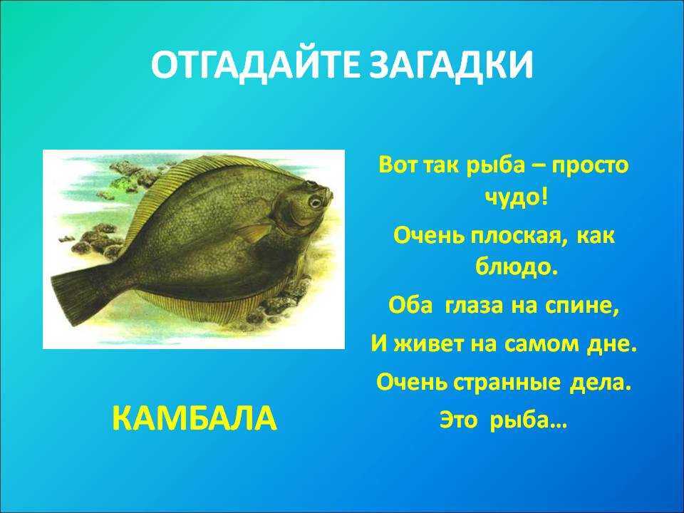 Загадки про рыб с ответами: для детей 3-4, 5-6 лет и для школьников 1 класса, простые, сложные и про рыб, живущих в аквариуме