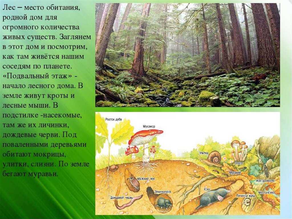 Медведь и солнце