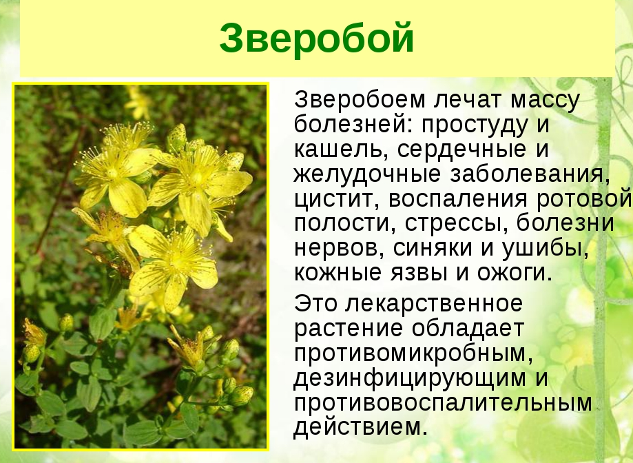 Волшебная травка зверобой краткое содержание