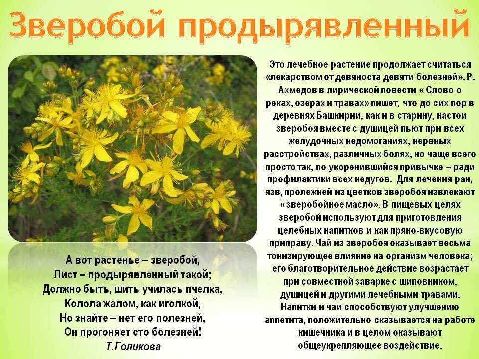 Волшебная травка зверобой краткое содержание