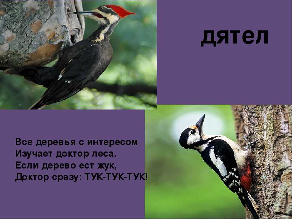 Загадки про животных с ответами для младших школьников