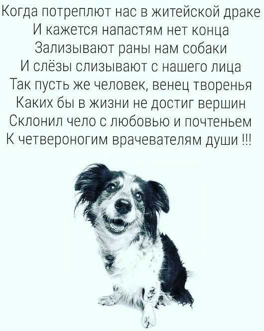 10 отличных книжек про котов и собак, которые нравятся и детям, и взрослым