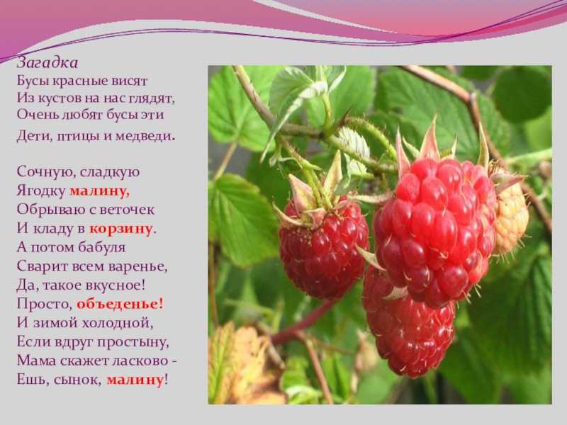 Загадки про ягоды для детей с ответами