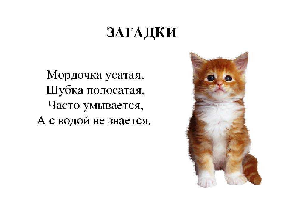 Загадки про животных с ответами для 2-3 класса