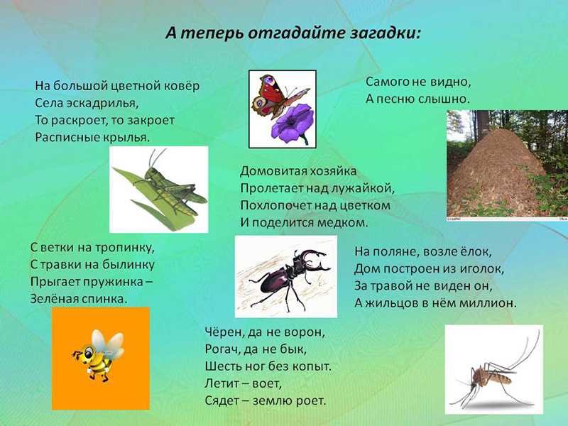 Загадки про насекомых для детей 6-7 лет с ответами