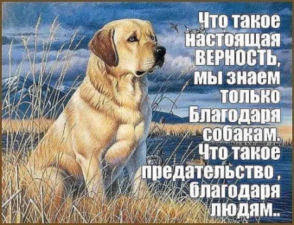 Детские стихи. андрей усачев - беременность