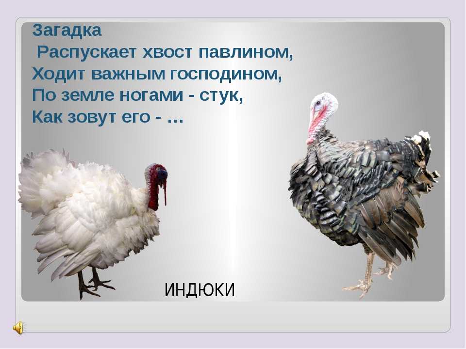 Загадки на логику для детей: 100 занимательных задач