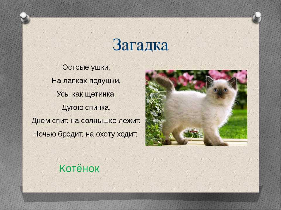 Загадки про кошку для детей простые и сложные