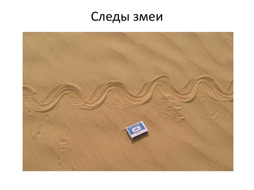 Читать сказку змеиный след - павел бажов, онлайн бесплатно с иллюстрациями.