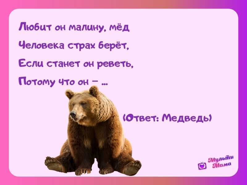 Загадка про медведицу. загадки про медведядля детей и взрослых