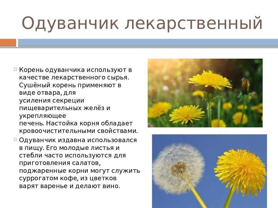 Держит девочка в руке облачко на стебельке. загадки про одуванчикдля детей и взрослых