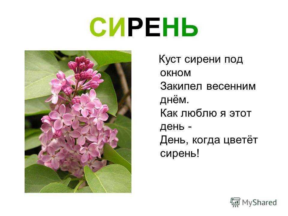 Стихи про сирень есенин — подборка стихотворений