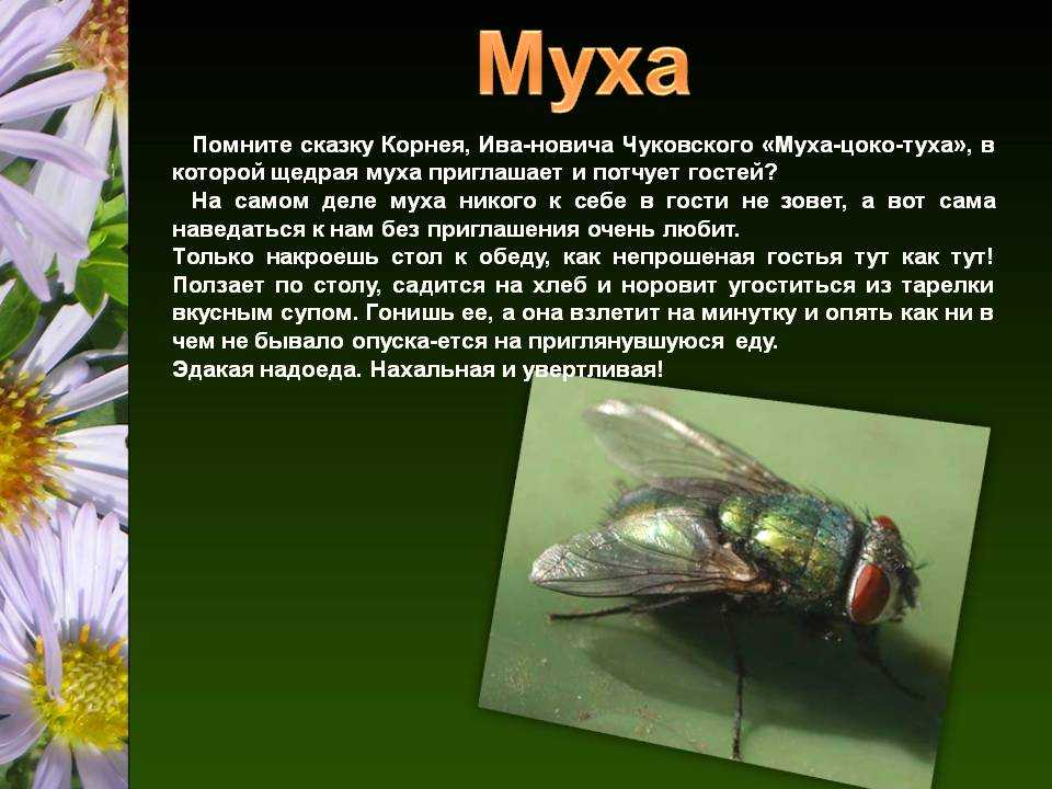 Сергей михалков 📜 муха и пчела