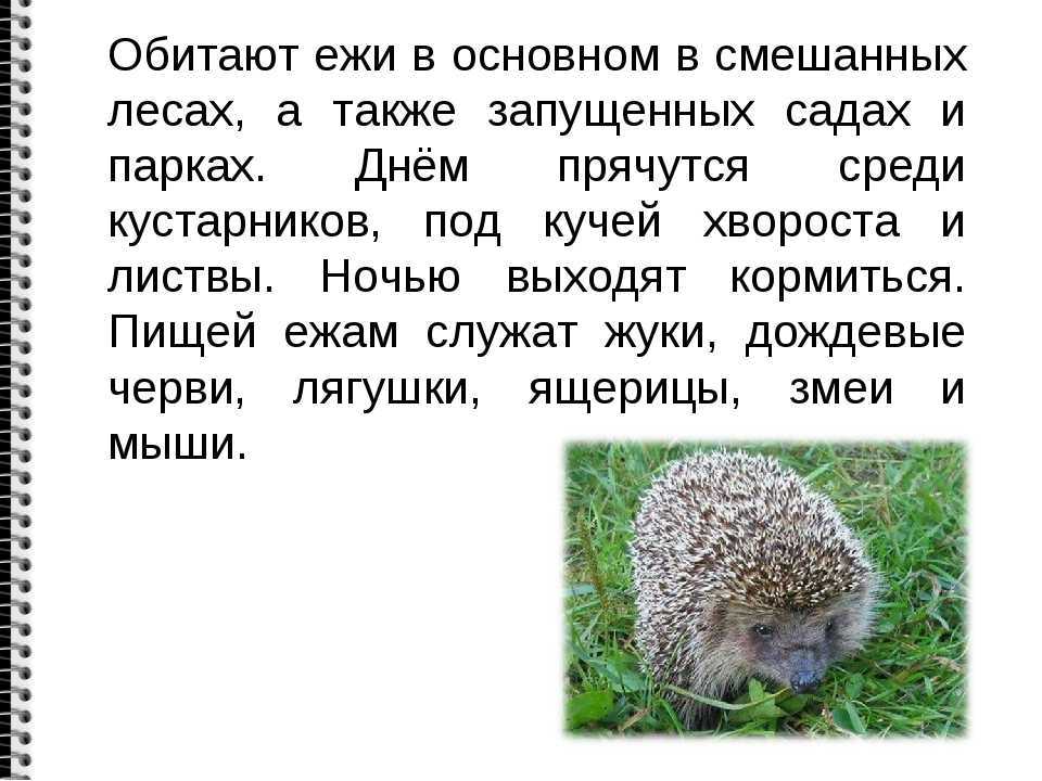 Стихи про ёжиков для детей: короткие, смешные, красивые и трогательные, а также одно из стихотворений Юлии Гониной Как хочется стать ежиком… – милое и доброе