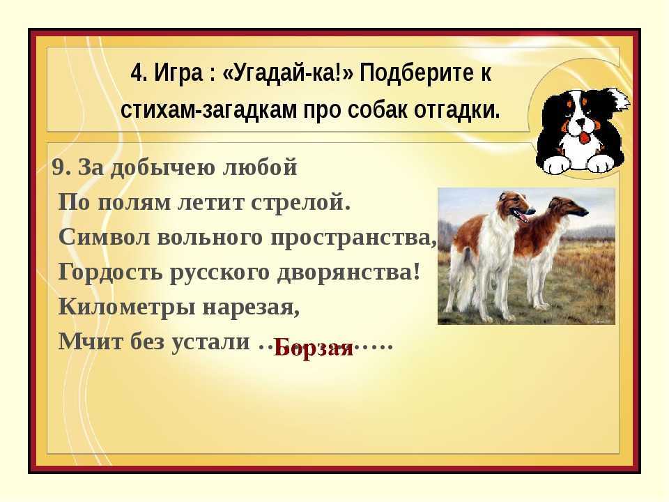Загадки про собакудля детей и взрослых. детские загадки про собаку