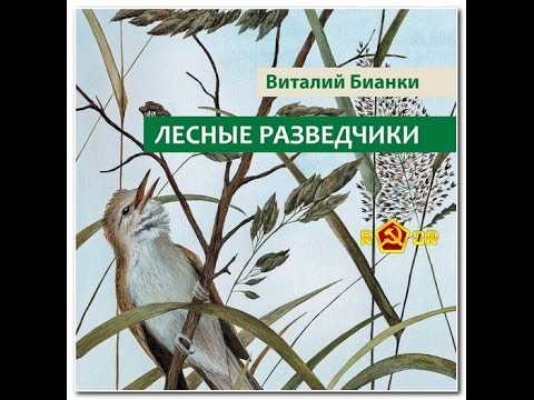 Лесные разведчики