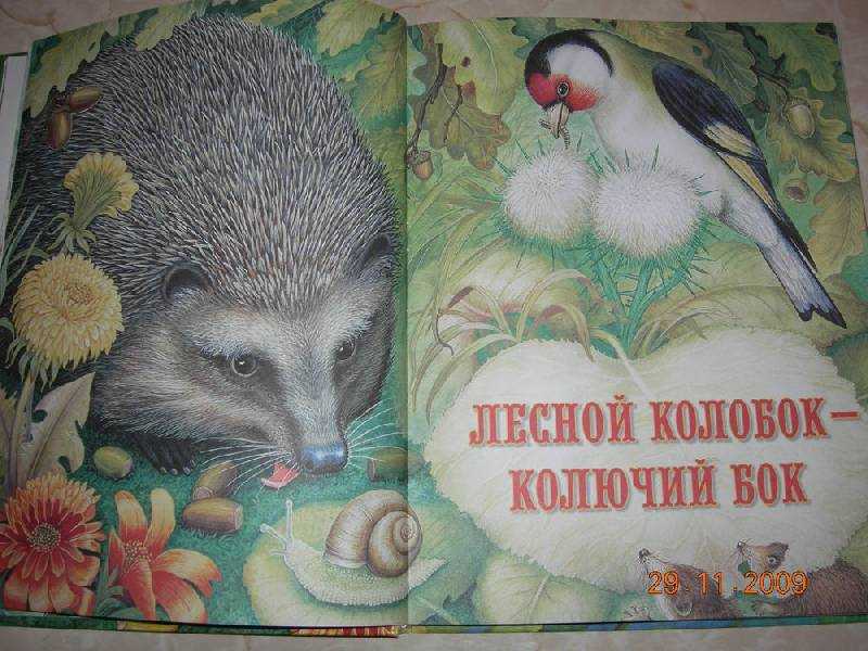 Читательский дневник «лесной колобок — колючий бок»  виталия бианки