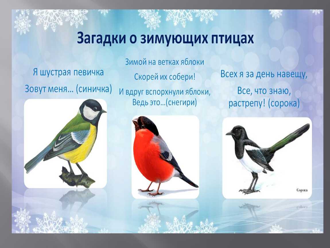 Стихи про снегирей