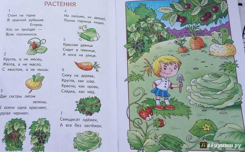 Лучшие загадки для детей 5-6 лет с ответами (можно распечатать!)