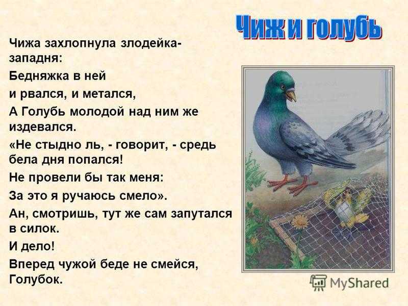 Иван крылов — чиж и голубь (басня) » детские песни