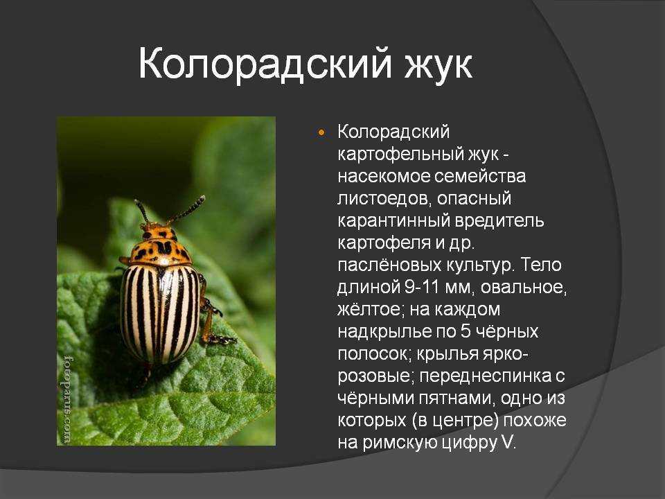 Рассказы снегирева для детей 2 класса