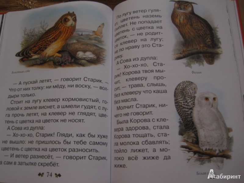 Виталий бианки сова читать онлайн текст