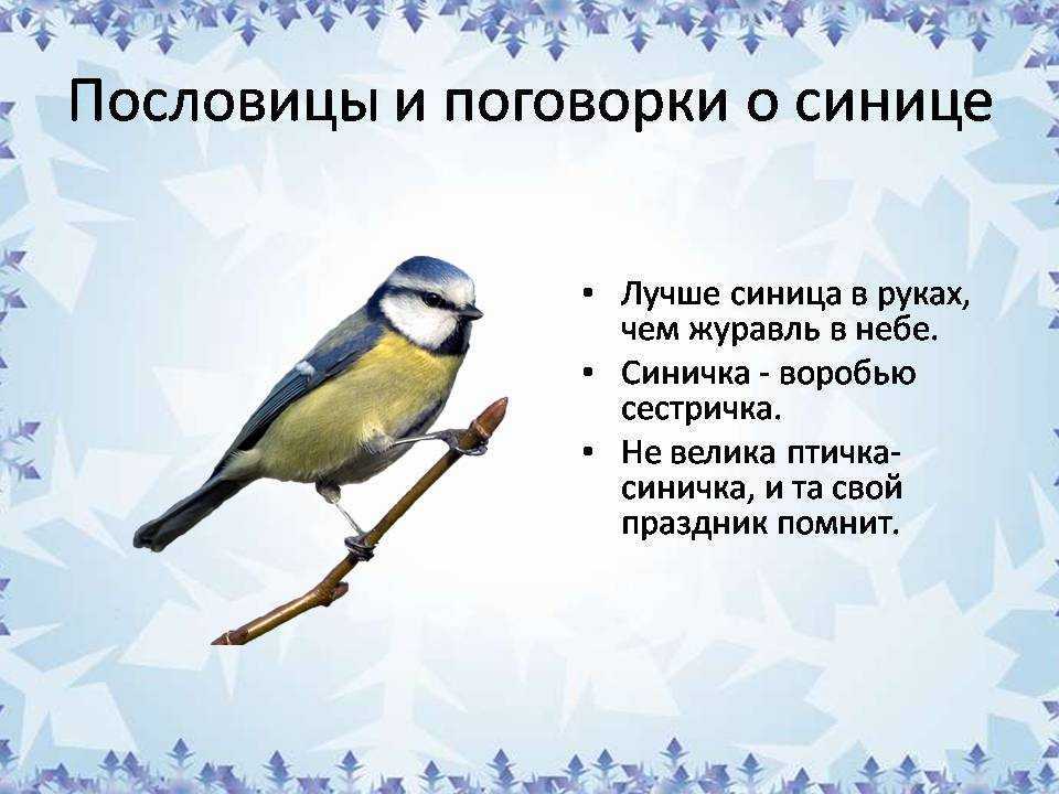 Какой была бы жизнь без песен птиц… стихи о птицах для детей
