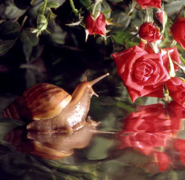 Улитка и розы