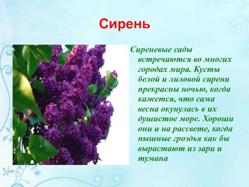 Детям о цветах в загадках