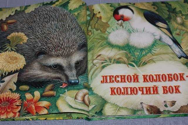 Сказка (рассказ)  лесной колобок — колючий бок - бианки в. в. рассказ читать текст онлайн бесплатно - stihiskazki.ru