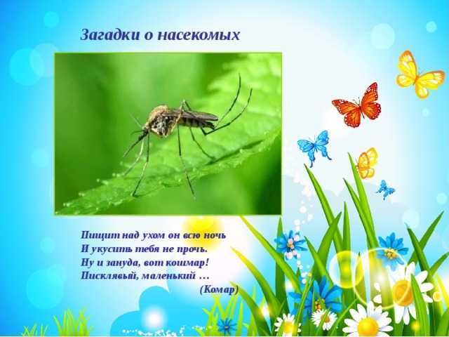 Загадки про насекомых