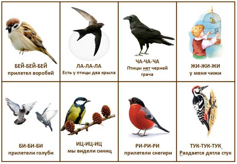 Сказка о чёрной птице.