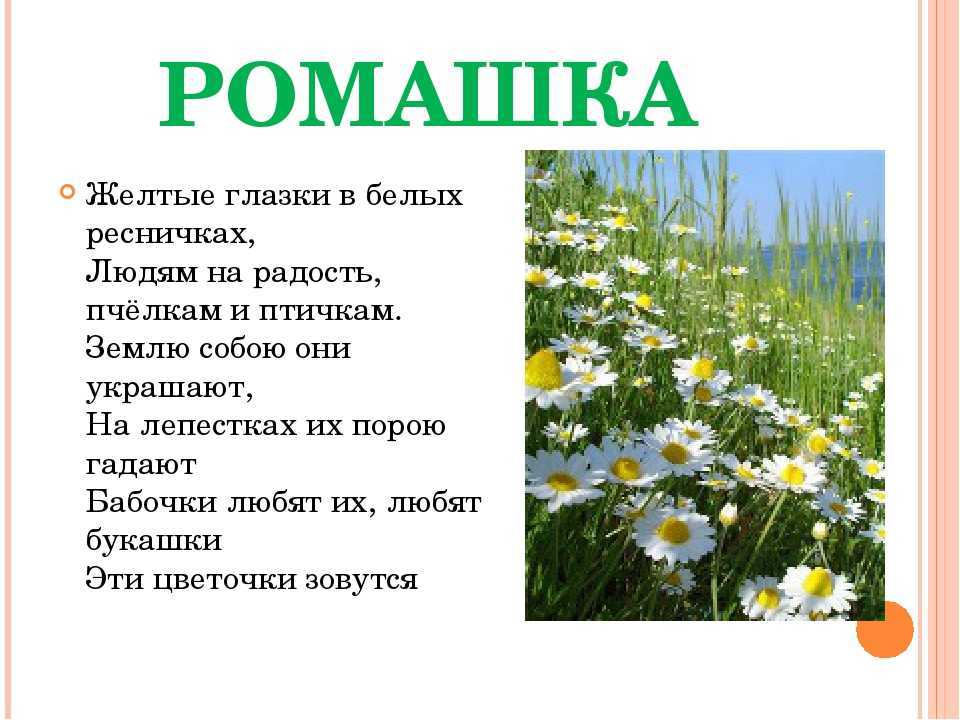 Стихи про ромашку для детей 3-4, 5, 6-7 лет: короткие, красивые, нежные, о ромашках полевых русских поэтов