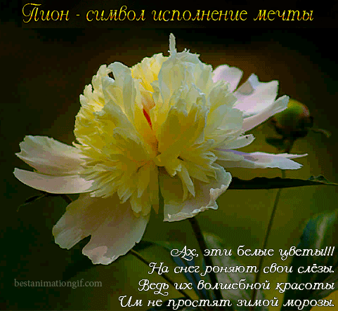 Статусы про пионы – красивые, короткие