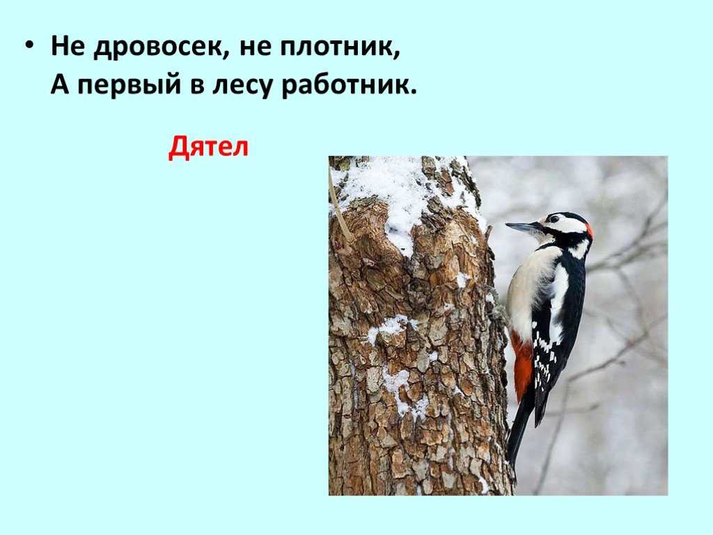 Загадки про птиц для детей 6-7 лет с ответами