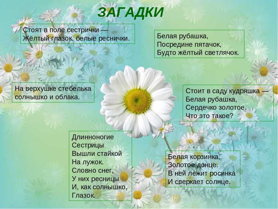 Доклад-сообщение ромашка для детей 1, 2, 3, 4 класса, окружающий мир