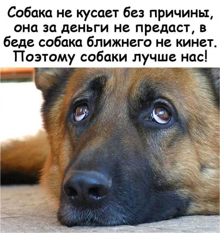 Коты и собаки