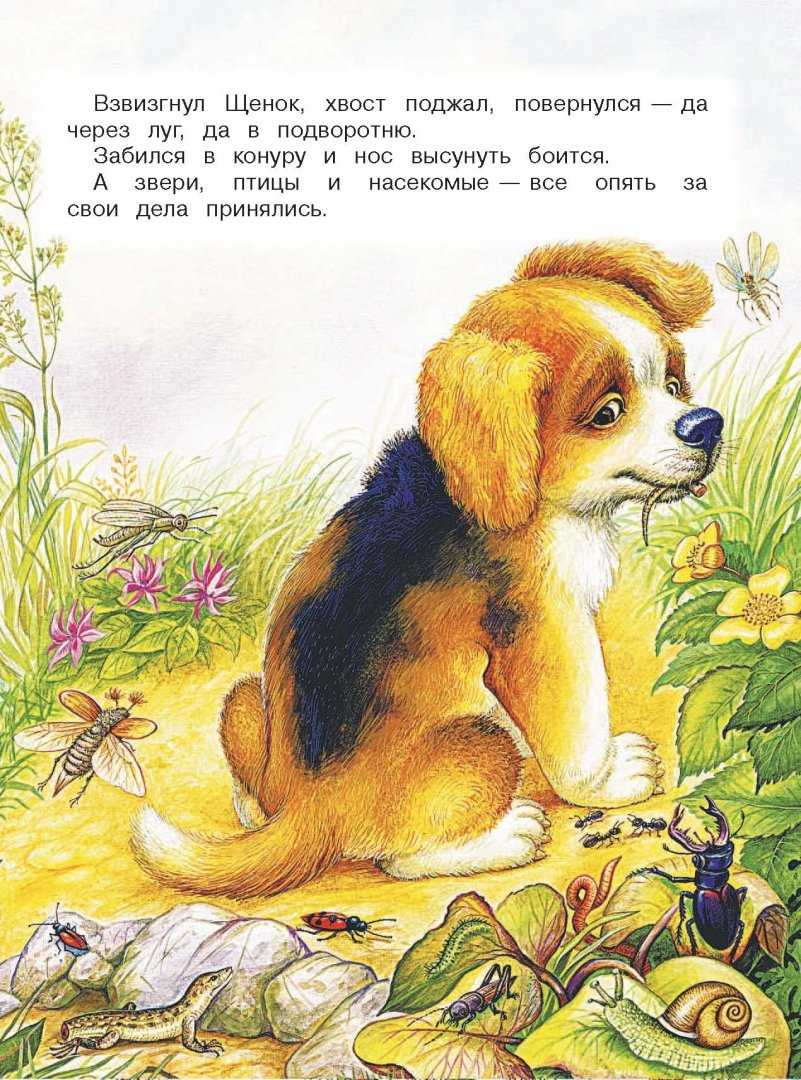 Рассказы бианки для 1 класса