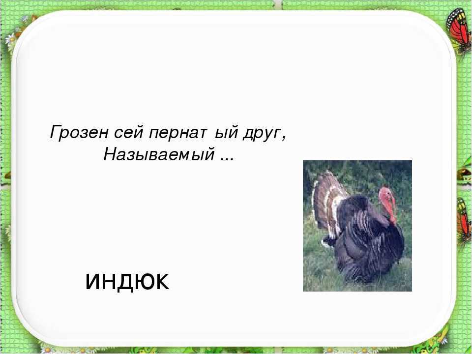 Загадки для детей про индюка